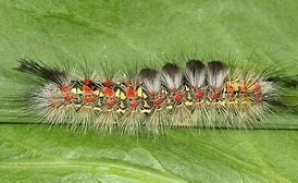 Image result for Tussock Moth Larvae