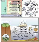 Image result for Phylum Chytridiomycota