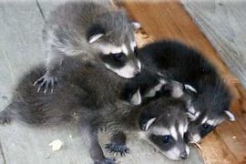 Image result for Baby Raccoon Dog