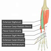 Image result for Extensor Digitorum Communis