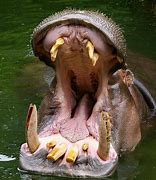 Image result for Hippo Anatomy