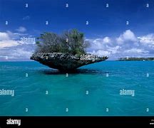 Image result for Aldabra Atoll Seychelles