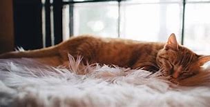 Image result for Orange Striped Tabby Cat