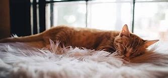 Image result for Orange Tabby Cat Big Stock