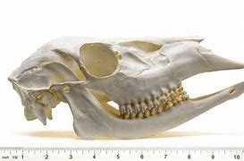 Image result for Deer Skull Monster