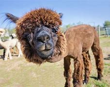 Image result for Cute Fluffy Baby Alpacas