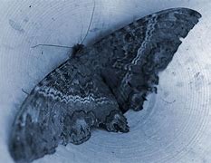 Image result for Death S Head Moth Superstitions