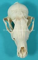 Image result for Animal Skull Red Fox