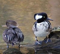 Image result for Standing Hooded Merganser