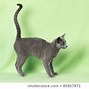 Image result for Cat Flat Tail