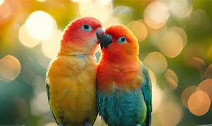 Image result for Parrot Love Birds