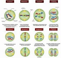 Image result for Meiosis 1 vs 2