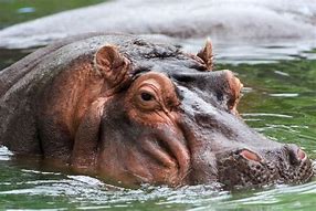 Image result for Hippo Images