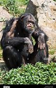 Image result for Chimpanzee Eating Grass