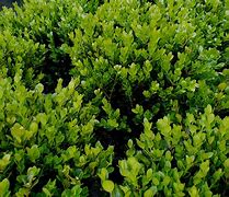 Image result for How to Grow Buxus Plants