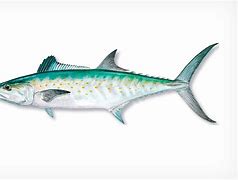 Image result for Florida Mackerel