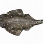 Image result for Angel Shark Species