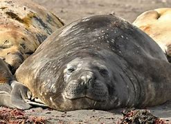 Image result for Fat Seal HD Round