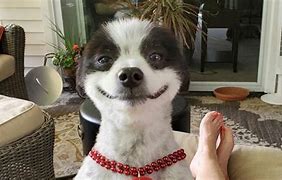 Image result for Smiling Doggo Low Resolution