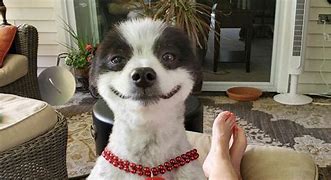 Image result for Smiling Dog without Chair