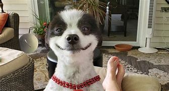 Image result for Pair of Smiling Dogs