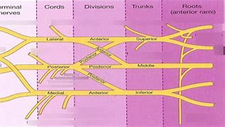 Image result for Flow Chart of Brachial Plexus