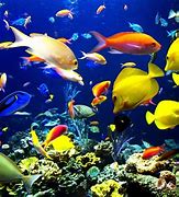 Image result for Aqua Fish