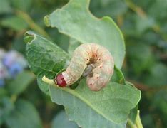 Image result for Blueberry Pests