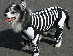 Image result for Cujo Costume for Dog