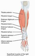 Image result for Lower Leg Muscles Diagram