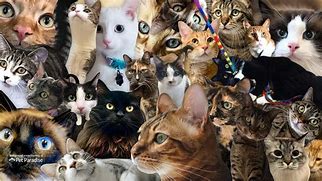 Image result for Cat Background for Zoom