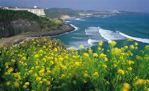 Image result for Jeju Island Hat