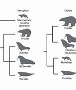 Image result for Marine Mammal Science