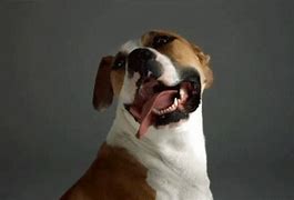 Image result for Dog GIF Animted