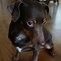 Image result for Rat Terrier Black and Brown