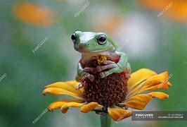 Image result for Florist Frog