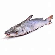 Image result for Ikan Mayong Segar