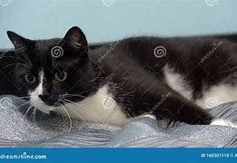 Image result for Gato Do Mato Preto