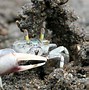 Image result for Fiddler Crab Larva