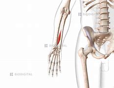 Image result for Extensor Pollicis Long Sensor Pinch