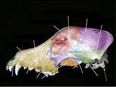 Image result for Mammal Skull Anatomy