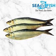 Image result for Chappal Fish