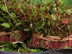 Image result for Miraa Plant