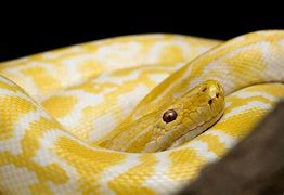 Image result for Yellow Tree Snake