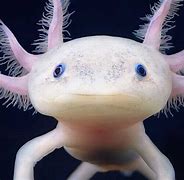 Image result for Ampo Fish