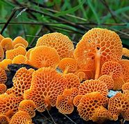 Image result for Cool Fungus