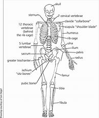 Image result for Simple Skeletal System Diagram