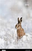 Image result for brown hare baby