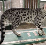 Image result for Big House Cat Savannah