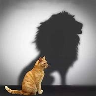 Image result for Cat Lion Reflection